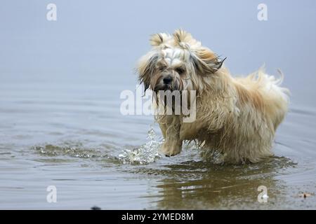 Lhasa Apso, Lhasa Terrier, Löwenhund, Tibet, spielt im Wasser Stockfoto