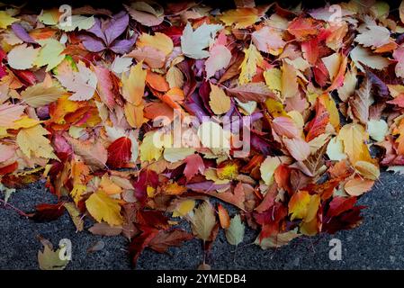 Fall Ahornblätter auf Beton, oben Schuss Stockfoto