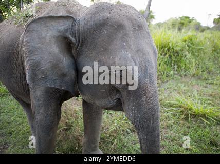 Sri Lanka Elefant oder Ceylon Elefant (Elephas maximus) im Abendlicht, Nahaufnahme, Detail, Hurulu Eco-Park oder Eco-Park, North Central Pro Stockfoto