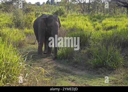 Sri Lanka Elefant oder Ceylon Elefant (Elephas maximus), Hurulu Eco-Park oder Eco-Park, Nord-Zentralprovinz, Sri Lanka, Asien Stockfoto