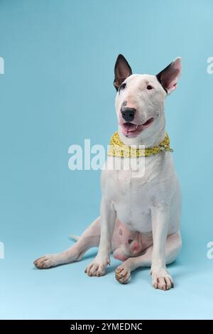 Ein Bullterrier sitzt drinnen und trägt ein gelbes Bandana um den Hals. Der Hund sieht fröhlich und verspielt aus, vor einem sanften blauen Hintergrund. Stockfoto