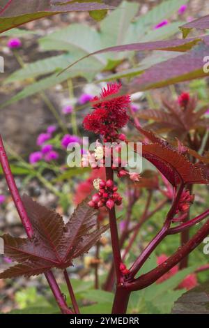 Nahaufnahme von Ricinus communis „Red Spire“ – Blätter und stachelige Kapseln von Castorbohnen im Sommer, Quebec, Kanada, Nordamerika Stockfoto