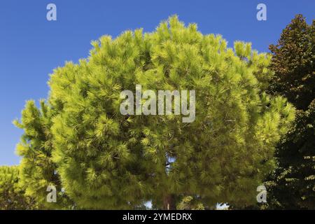 Nahaufnahme des Roten Pinus - Kiefer im Spätsommer, Zadar, Kroatien, Europa Stockfoto