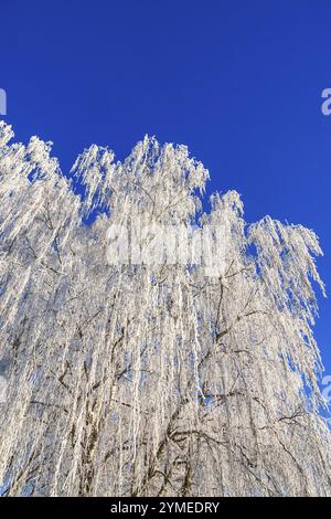 Raureif auf einer Birke mit hängenden Zweigen gegen einen blauen Himmel in der Sonne Stockfoto