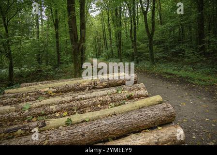 Baumstämme stapelten sich auf einem Weg in einem grünen Wald, weseke, münsterland, deutschland Stockfoto