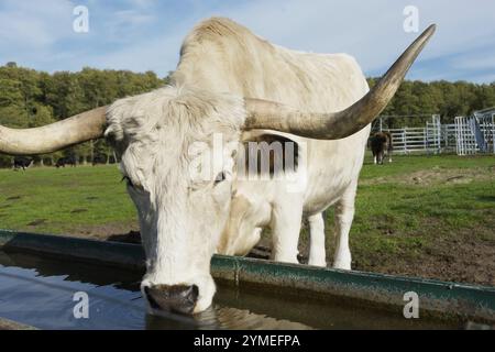 Nahaufnahme von Heck-Rindern im Trog Stockfoto