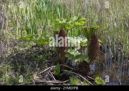 Brasilianischer Riesen-Rhabarber, Gunnera manicata, konisch verzweigte Panicle, die im Frühling in East Sussex wächst Stockfoto