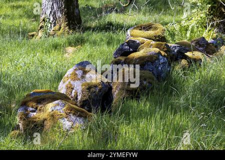Sonnenbeleuchtete Moss bedeckte Felsen in der walisischen Landschaft Stockfoto