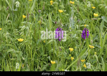 Eine frühe Purple Orchid, Orchis mascula, blüht in der Nähe von Carsington Water in Derbyshire Stockfoto