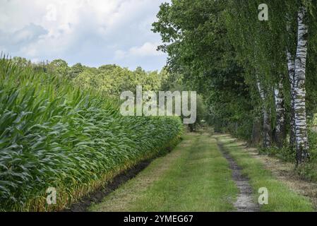 Ein schmaler grasbewachsener Weg zwischen Maisfeld und Birken im Wald, Burlo, münsterland, deutschland Stockfoto