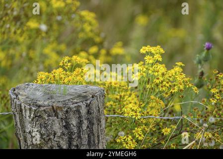 Gelbe Blumen blühen neben einem alten Baumstumpf auf einer Wiese, Burlo, münsterland, deutschland Stockfoto