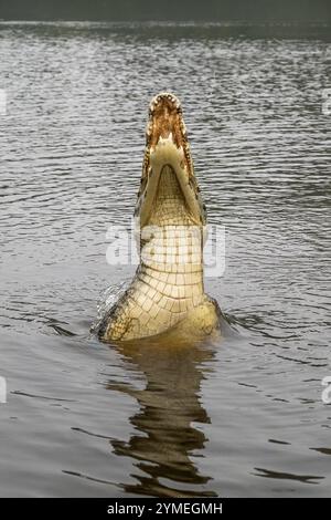 Brillenkaiman (Caiman crocodilus yacara), Krokodil (Alligatoridae), Krokodil (Crocodylia), Sprünge aus dem Wasser, Bauchseite sichtbar, Pantanal Stockfoto