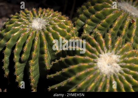 LOS PALMITOS, GRAN CANARIA, SPANIEN, 8. MÄRZ: Kakteen wachsen am 8. März 2022 in Los Palmitos, Gran Canaria, Spanien Stockfoto