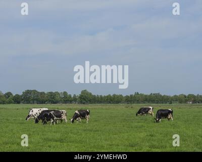 Kleine Kuhherde auf einer weiten Wiese mit Bäumen im Hintergrund, winterswijk, niederlande Stockfoto