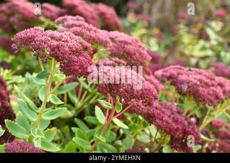 Rosafarbene Herbstblumen von Hylotelephium Herbstfreude, auch bekannt als Stonecrop oder Sedum Autumn Joy UK Garden October Stockfoto