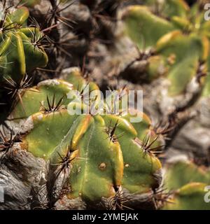 LOS PALMITOS, GRAN CANARIA, SPANIEN, 8. MÄRZ: Kakteen wachsen am 8. März 2022 in Los Palmitos, Gran Canaria, Spanien Stockfoto