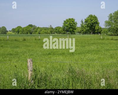 Grüne Wiese mit Bäumen im Hintergrund unter klarem blauem Himmel, weseke, borken, münsterland, deutschland Stockfoto