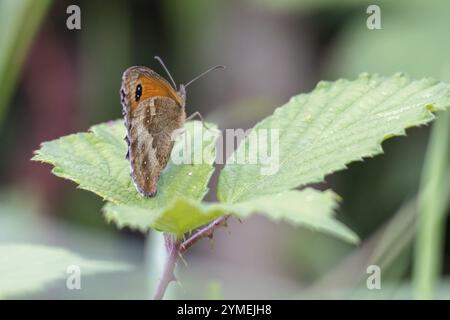 Kleiner HeideSchmetterling, Coenonympha pamphilus, im Sommer auf einem Blatt ruhen Stockfoto