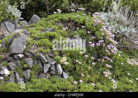 Gänseblümchen am Meer, Erigeron glaucus Ker GAWI, blühend am Polzeath Cornwall Stockfoto