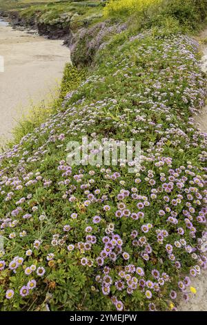 Gänseblümchen am Meer, Erigeron glaucus Ker GAWI, blühend am Polzeath Cornwall Stockfoto