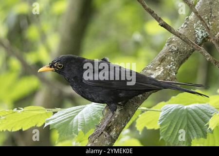 Männlicher Schwarzvogel, Turdus Merula, der in einem Baum sitzt Stockfoto