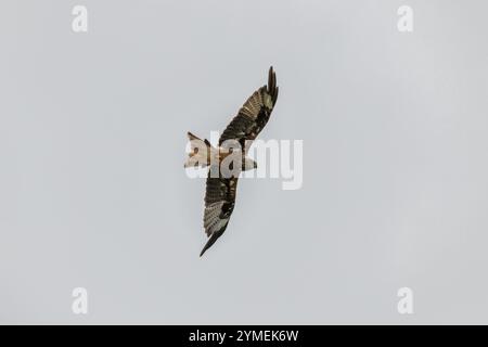 Roter Drachen, Milvus milvus, schwimmt über der Landschaft von Sussex Stockfoto