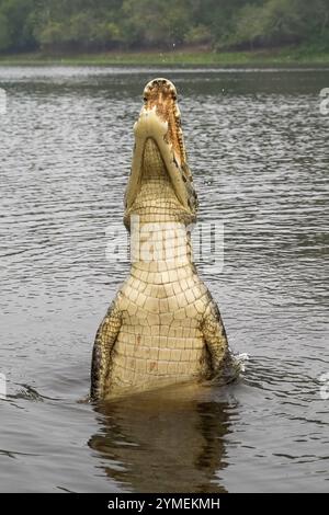 Brillenkaiman (Caiman crocodilus yacara), Krokodil (Alligatoridae), Krokodil (Crocodylia), Sprünge aus dem Wasser, Bauchseite sichtbar, Pantanal Stockfoto