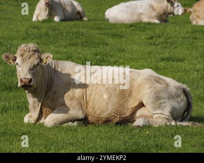 Nahaufnahme einer Kuh, die auf einer grünen Weide liegt, weseke, borken, münsterland, deutschland Stockfoto