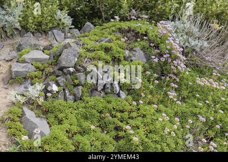 Gänseblümchen am Meer, Erigeron glaucus Ker GAWI, blühend am Polzeath Cornwall Stockfoto