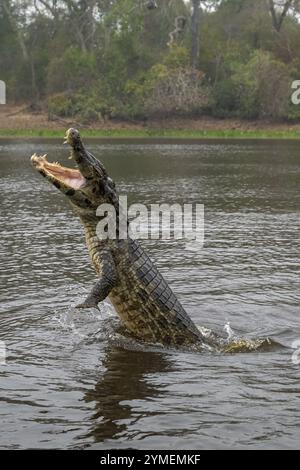 Brillenkaiman (Caiman crocodilus yacara), Krokodil (Alligatoridae), Krokodil (Crocodylia), Sprünge aus dem Wasser, Pantanal, Inland, Feuchtgebiet, UN Stockfoto