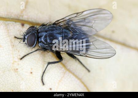 Detaillierte Makrophotographie einer gewöhnlichen Fliege. Stockfoto