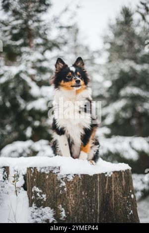 Shetland-Schäferhund-Welpe im Schnee Stockfoto