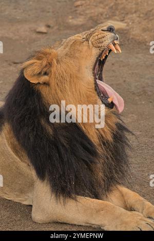 Der asiatische Löwe, ein Symbol für Stärke und Anmut, blüht in der Wildnis des GIR-Waldes Stockfoto