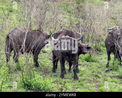 Afrikanische Büffel, cape Büffel Gruppe Syncerus Caffer weidet in einem Nationalpark in Südafrika Stockfoto