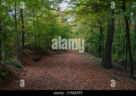 Asphaltweg mit herabfallenden Herbstblättern im Park. Naturkonzept Herbst Stockfoto