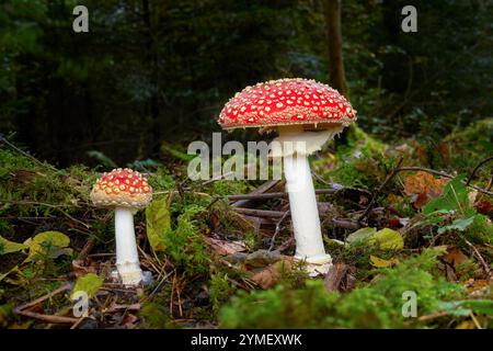 Zwei Fliegenpilze (Amanita muscaria), die im Herbst auf moosigem Waldboden wachsen Stockfoto