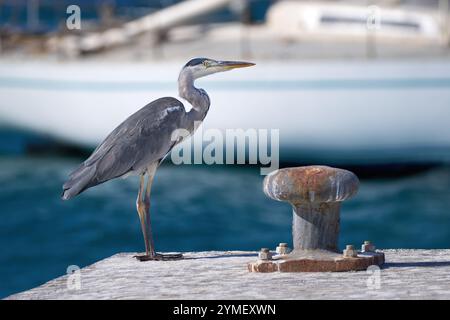 Graureiher (Ardea cinerea), der im Hafen am Kai neben einem alten rostigen Schiffspoller steht Stockfoto