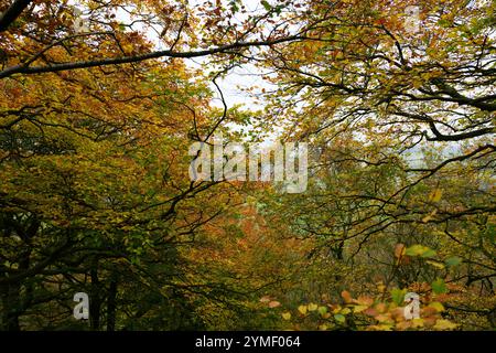 Ein Wald mit Bäumen in verschiedenen Herbststadien. Die Blätter wechseln ihre Farben und schaffen eine schöne und ruhige Atmosphäre. Die Bäume sind hoch und spitz Stockfoto