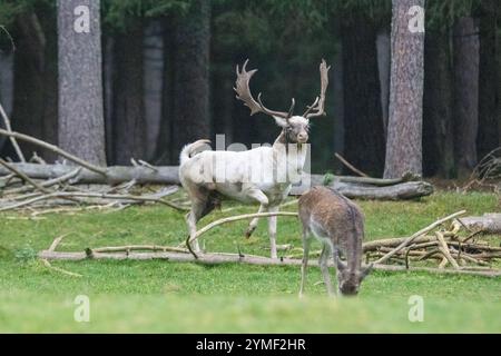 Damwild Brunft-Höhepunkt Damwild Ende Oktober, Brunft Damwild zum Brunfthöhepunkt *** Damhirschrumpf Ende Oktober, Herbst Stockfoto