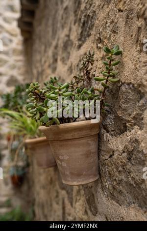 Crassula arborescens - die Silberjadepflanze, Silberdollar (Jade) Pflanze, Bienenstock, Chinesische Jade, Kekspflanze, Geldpflanze, oder Geldbaum, das ist e Stockfoto