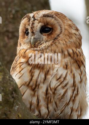 Tawny Eulen in einem Baum, Bristol Woodland UK [ Strix Aluco ] Stockfoto