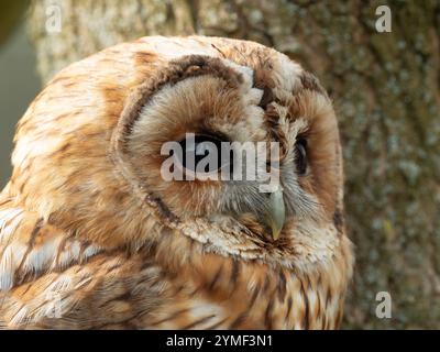 Tawny Eulen in einem Baum, Bristol Woodland UK [ Strix Aluco ] Stockfoto