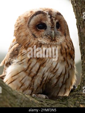 Tawny Eulen in einem Baum, Bristol Woodland UK [ Strix Aluco ] Stockfoto