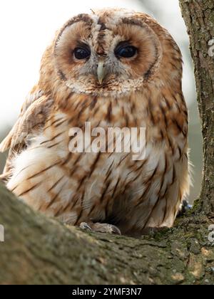 Tawny Eulen in einem Baum, Bristol Woodland UK [ Strix Aluco ] Stockfoto