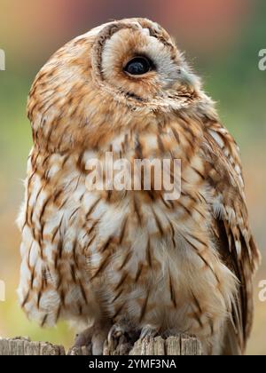 Tawny Eulen in einem Baum, Bristol Woodland UK [ Strix Aluco ] Stockfoto