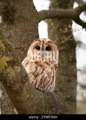 Tawny Eulen in einem Baum, Bristol Woodland UK [ Strix Aluco ] Stockfoto