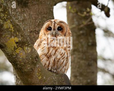 Tawny Eulen in einem Baum, Bristol Woodland UK [ Strix Aluco ] Stockfoto