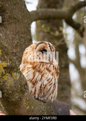 Tawny Eulen in einem Baum, Bristol Woodland UK [ Strix Aluco ] Stockfoto