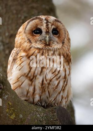 Tawny Eulen in einem Baum, Bristol Woodland UK [ Strix Aluco ] Stockfoto