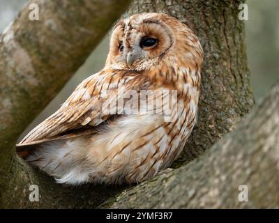 Tawny Eulen in einem Baum, Bristol Woodland UK [ Strix Aluco ] Stockfoto